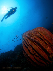 Sponge & Diver by Iyad Suleyman 